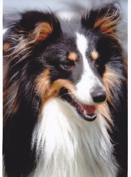 Atrack Des pitchouns d'aou loun