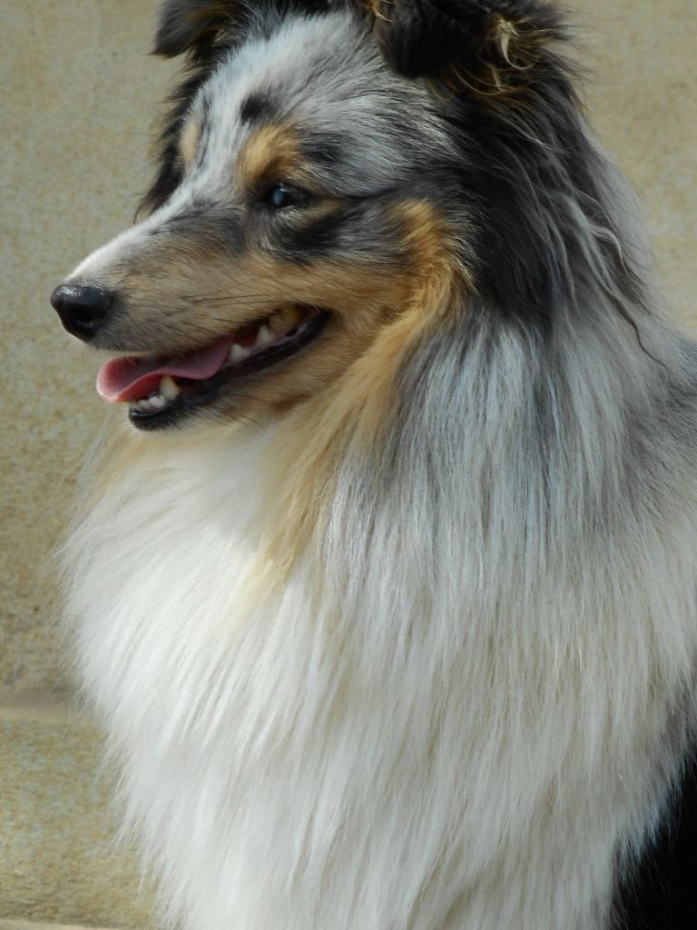 Jade Des pitchouns d'aou loun