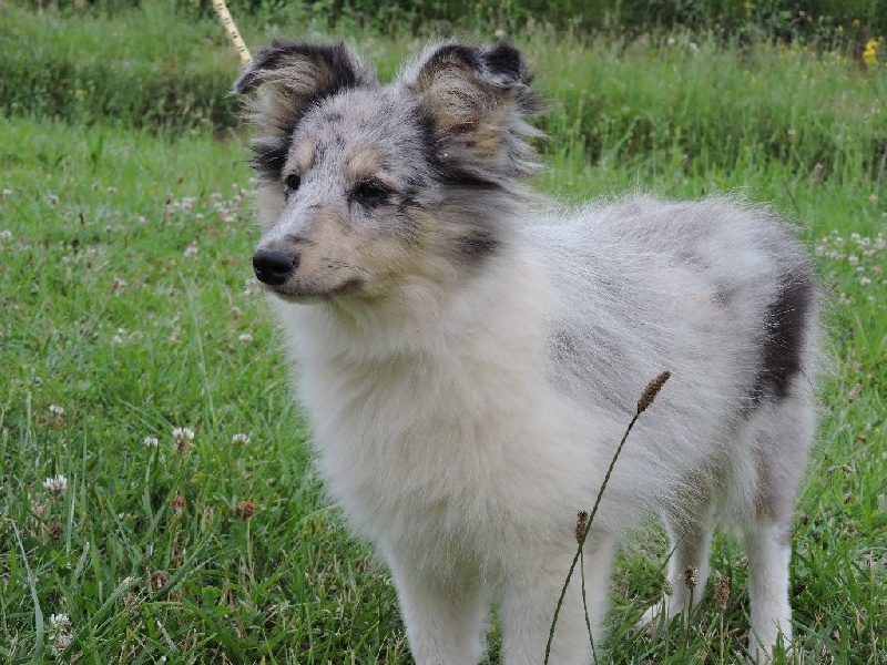 Des pitchouns d'aou loun - Chiots disponibles - Shetland Sheepdog