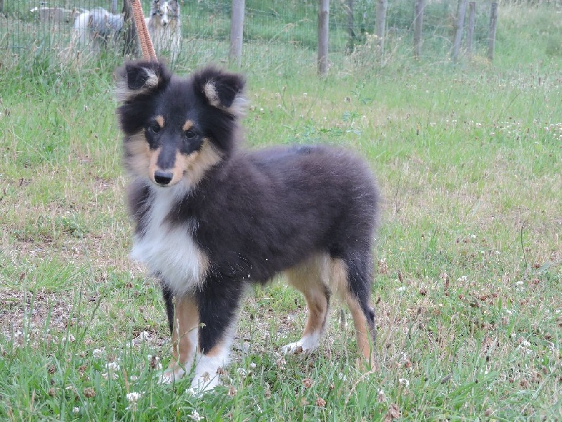 Des pitchouns d'aou loun - Chiots disponibles - Shetland Sheepdog