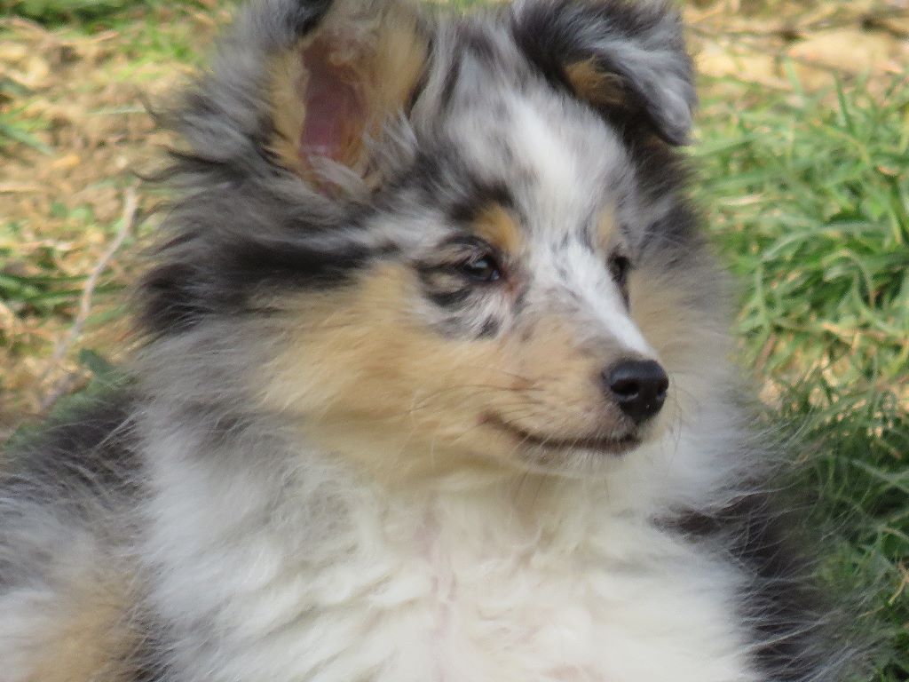 Des pitchouns d'aou loun - Chiots disponibles - Shetland Sheepdog