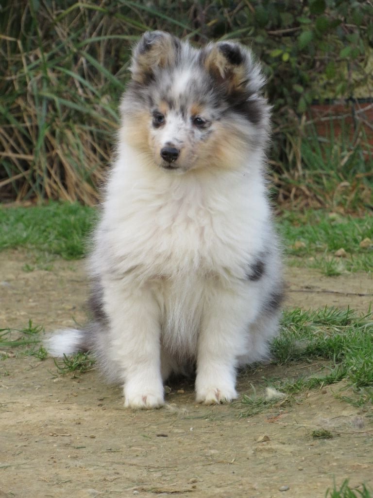 Des pitchouns d'aou loun - Chiots disponibles - Shetland Sheepdog